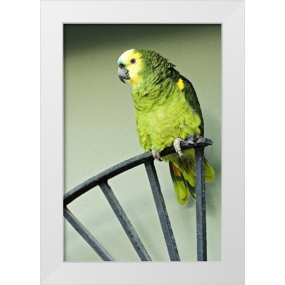 Flaherty, Dennis 23x32 White Modern Wood Framed Museum Art Print Titled - Puerto Rico A green parrot on Vieques island