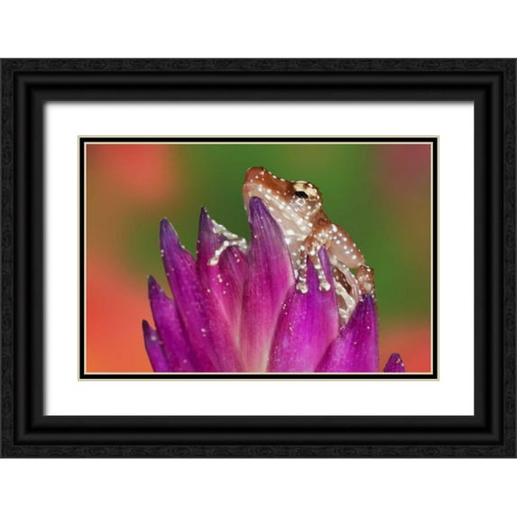 Flaherty, Dennis 24x17 Black Ornate Wood Framed with Double Matting Museum Art Print Titled - Borneo Close-up of Cinnamon Ttree Frog