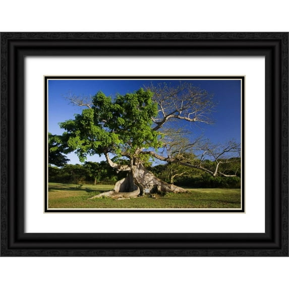 Flaherty, Dennis 24x17 Black Ornate Wood Framed with Double Matting Museum Art Print Titled - Caribbean, Puerto Rico, Vieques Silk cotton tree