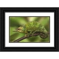 thumbnail image 1 of Flaherty, Dennis 24x17 Black Ornate Wood Framed with Double Matting Museum Art Print Titled - Kenya Close-up of Jacksons Chameleon on limb, 1 of 4