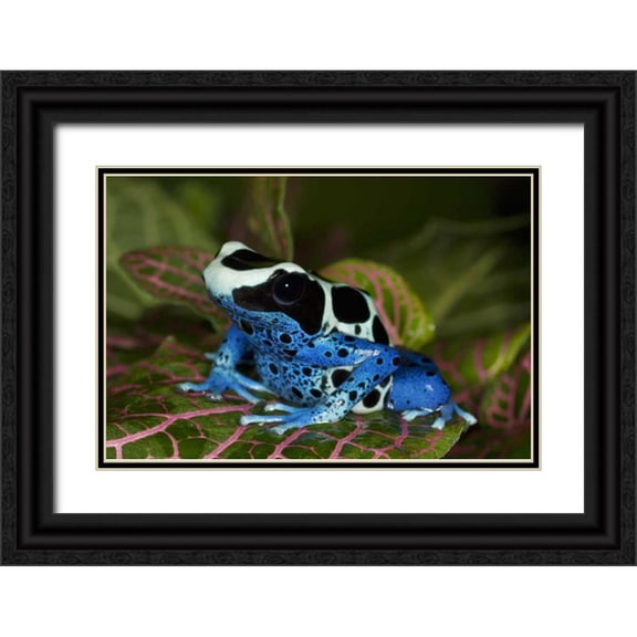 Flaherty, Dennis 24x17 Black Ornate Wood Framed with Double Matting Museum Art Print Titled - South America, Surinam Patricia poison dart frog