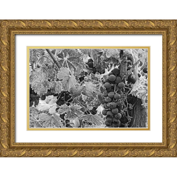Flaherty, Dennis 24x17 Gold Ornate Wood Framed with Double Matting Museum Art Print Titled - CA, Napa Valley Cabernet sauvignon grapes