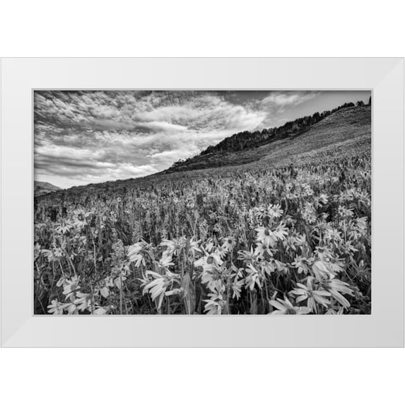 Flaherty, Dennis 24x17 White Modern Wood Framed Museum Art Print Titled - Colorado Wildflowers cover hillside
