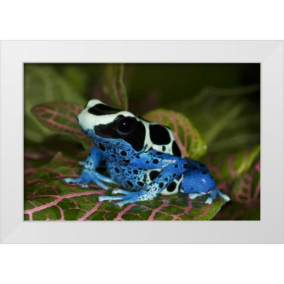 Flaherty, Dennis 24x17 White Modern Wood Framed Museum Art Print Titled - South America, Surinam Patricia poison dart frog