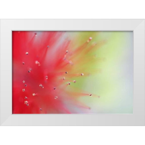 Flaherty, Dennis 24x18 White Modern Wood Framed Museum Art Print Titled - Mexico, Baja California, Baja fairy duster shrub
