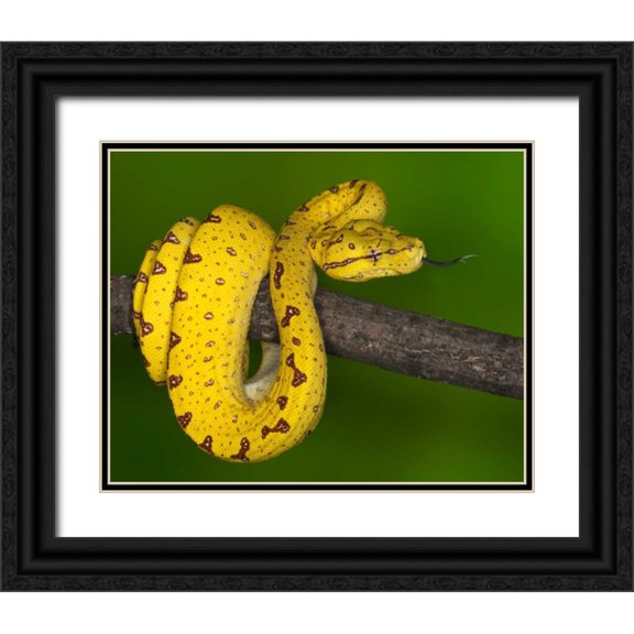 Flaherty, Dennis 24x20 Black Ornate Wood Framed with Double Matting Museum Art Print Titled - Indonesia Close-up of juvenile green tree python