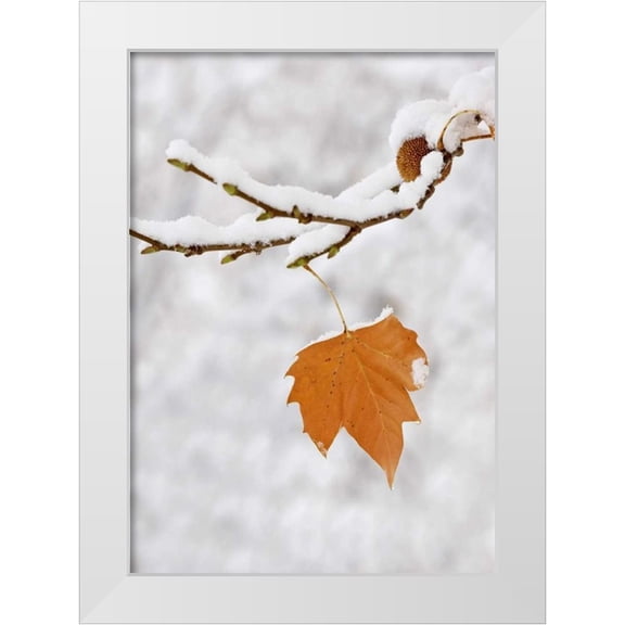 Flaherty, Dennis 24x32 White Modern Wood Framed Museum Art Print Titled - Lone leaf clings to a snowy sycamore tree branch