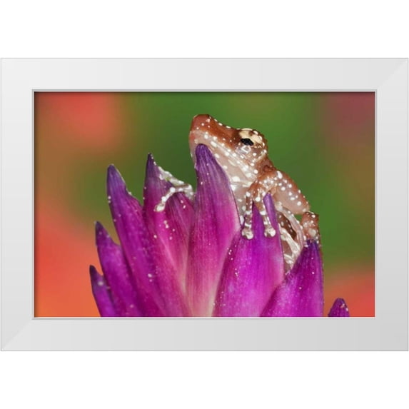 Flaherty, Dennis 32x23 White Modern Wood Framed Museum Art Print Titled - Borneo Close-up of Cinnamon Ttree Frog