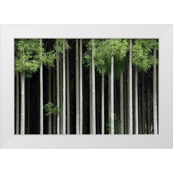 Flaherty, Dennis 32x23 White Modern Wood Framed Museum Art Print Titled - Japan, Nara, Soni Plateau Cedar tree grove
