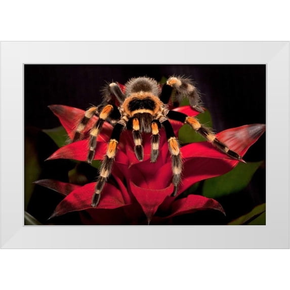 Flaherty, Dennis 32x23 White Modern Wood Framed Museum Art Print Titled - South America, Mexico Red-knee tarantula