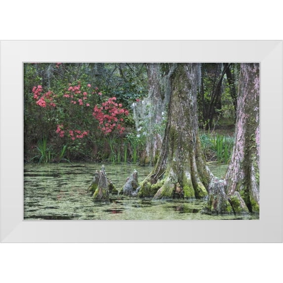 Flaherty, Dennis 32x23 White Modern Wood Framed Museum Art Print Titled - South Carolina, Charleston Trees and pond