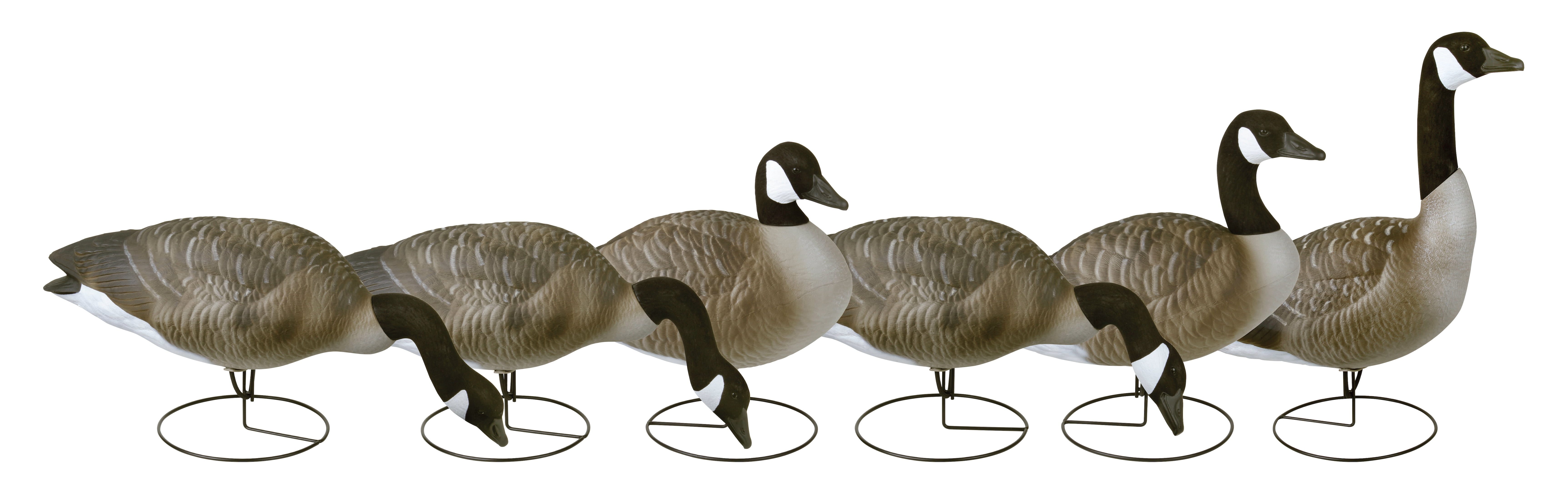 Flambeau Outdoors, 8990FBU, Storm Front, Full Body Canada Standard, Full Size, Goose Decoys, 6 Pack, 24.5 pounds
