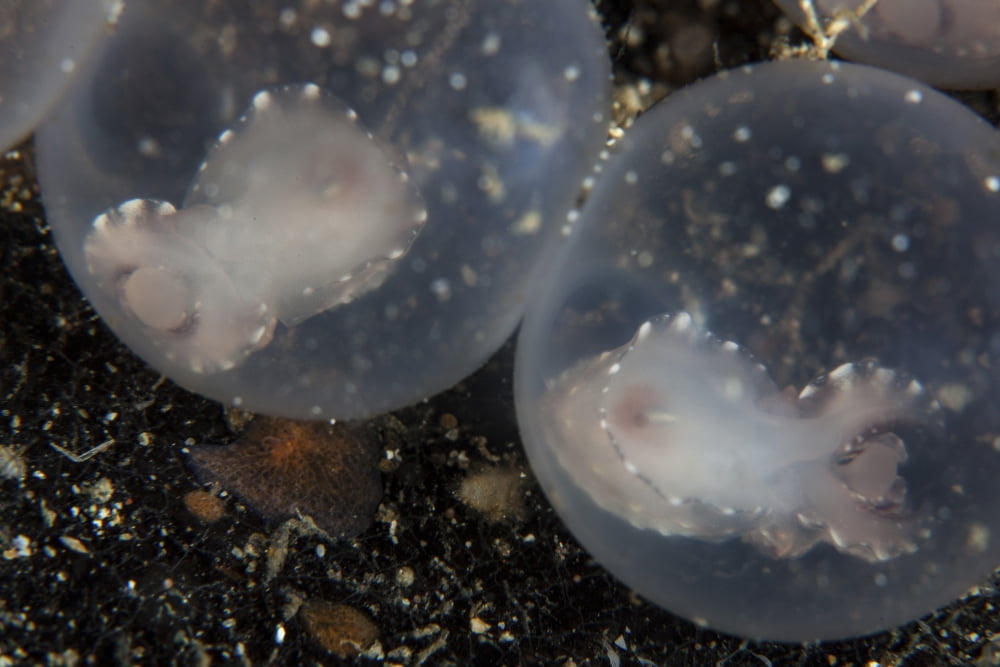 Flamboyant cuttlefish embryos develop in their eggs Canvas Art - Ethan DanielsStocktrek Images (17 x 12)
