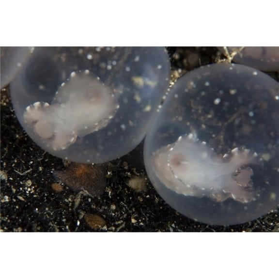 Flamboyant cuttlefish embryos develop in their eggs Poster Print
