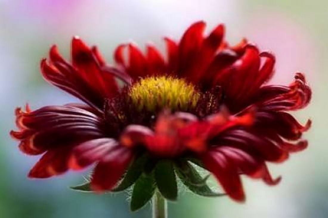 Flame Canvas Art - Mandy Disher (12 x 18)