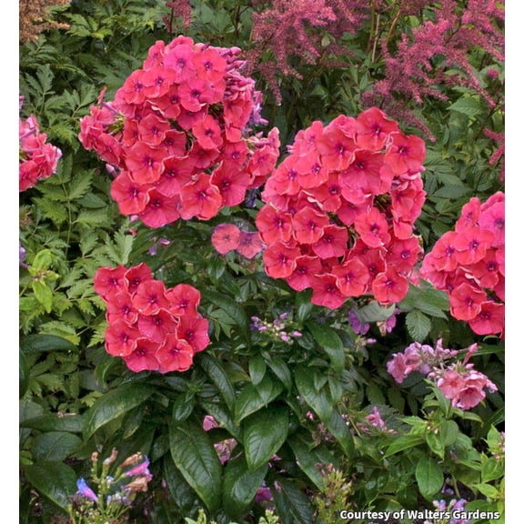 Flame Coral Garden Phlox - 1 Gallon Perennial