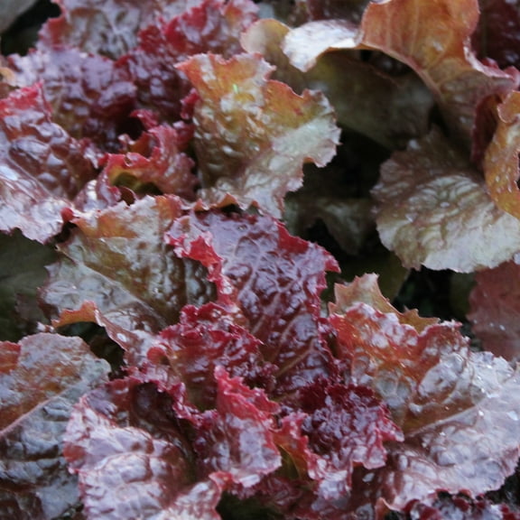 Flame Leaf Lettuce Seeds - 1 g Packet ~850 Seeds - Non-GMO, Heirloom - Vegetable Garden - Lactuca sativa