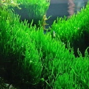 Flame Moss (Taxiphyllum 'Flame') Size: 1 Portion, Material: 4 Ounce Cup Live Aquarium Plants BUY 2 GET 1 FREE