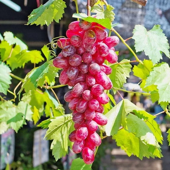 Flame Seedless Grape Live Vine  1 Gallon Bareroot