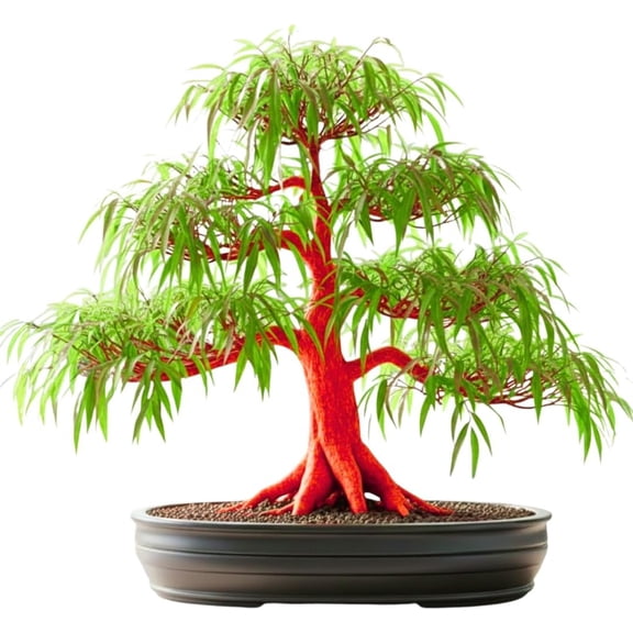 Flame Willow Bonsai Tree Cutting to Grow - Brilliant Orange-Red Bark - Thick Trunk Cutting - Fast Growing Bonsai - Cold-Hardy Deciduous Shrub or Small Tree - Unique Eye Catching