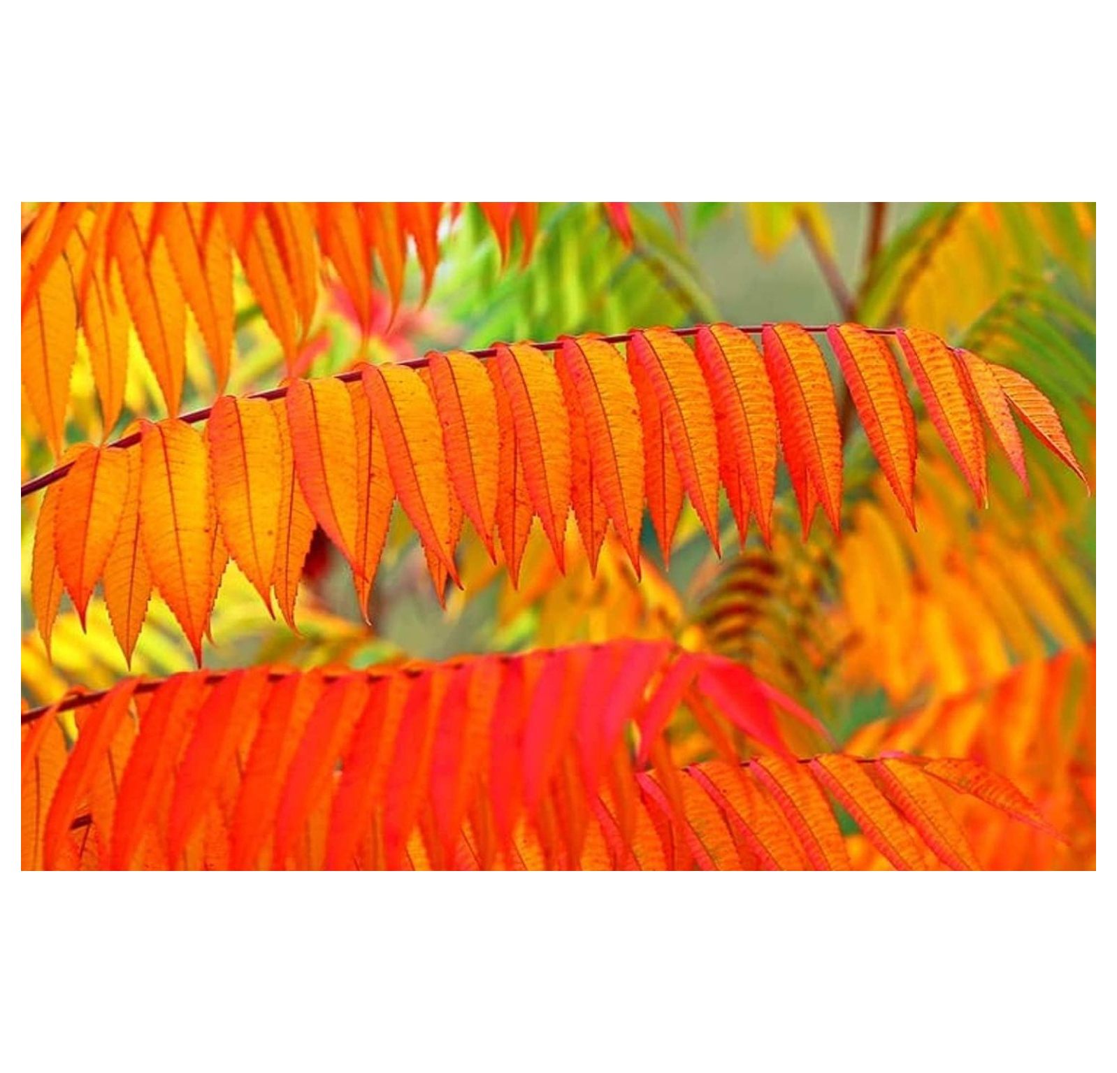Flameleaf Sumac Tree Seeds 30 Seeds for Planting Prized for Vibrant