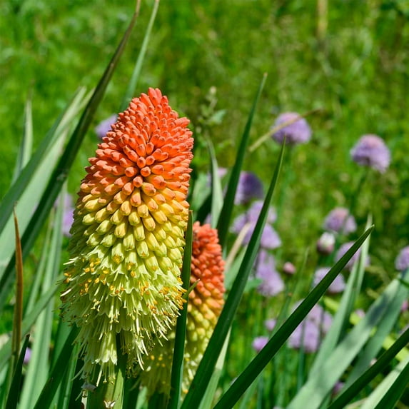 Flamenco Kniphofia Flower Garden Seeds - 100 Seeds - Perennial Flower Gardening Seeds - Aka: Red Hot Poker - Kniphofia uvaria