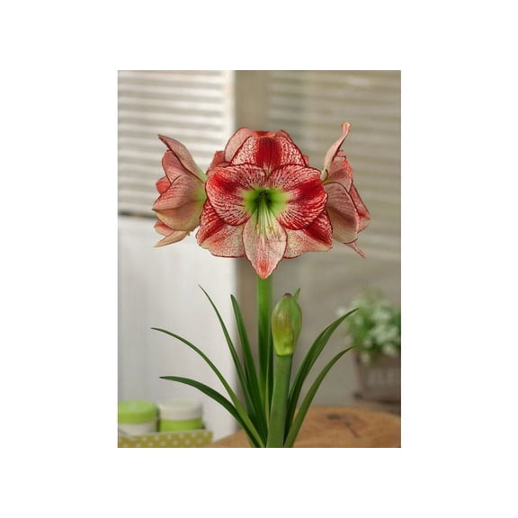 Flamenco Queen Amaryllis Bulb, Nice size bulb!. Great for Winter Forcing! Wonderful and unique gift!