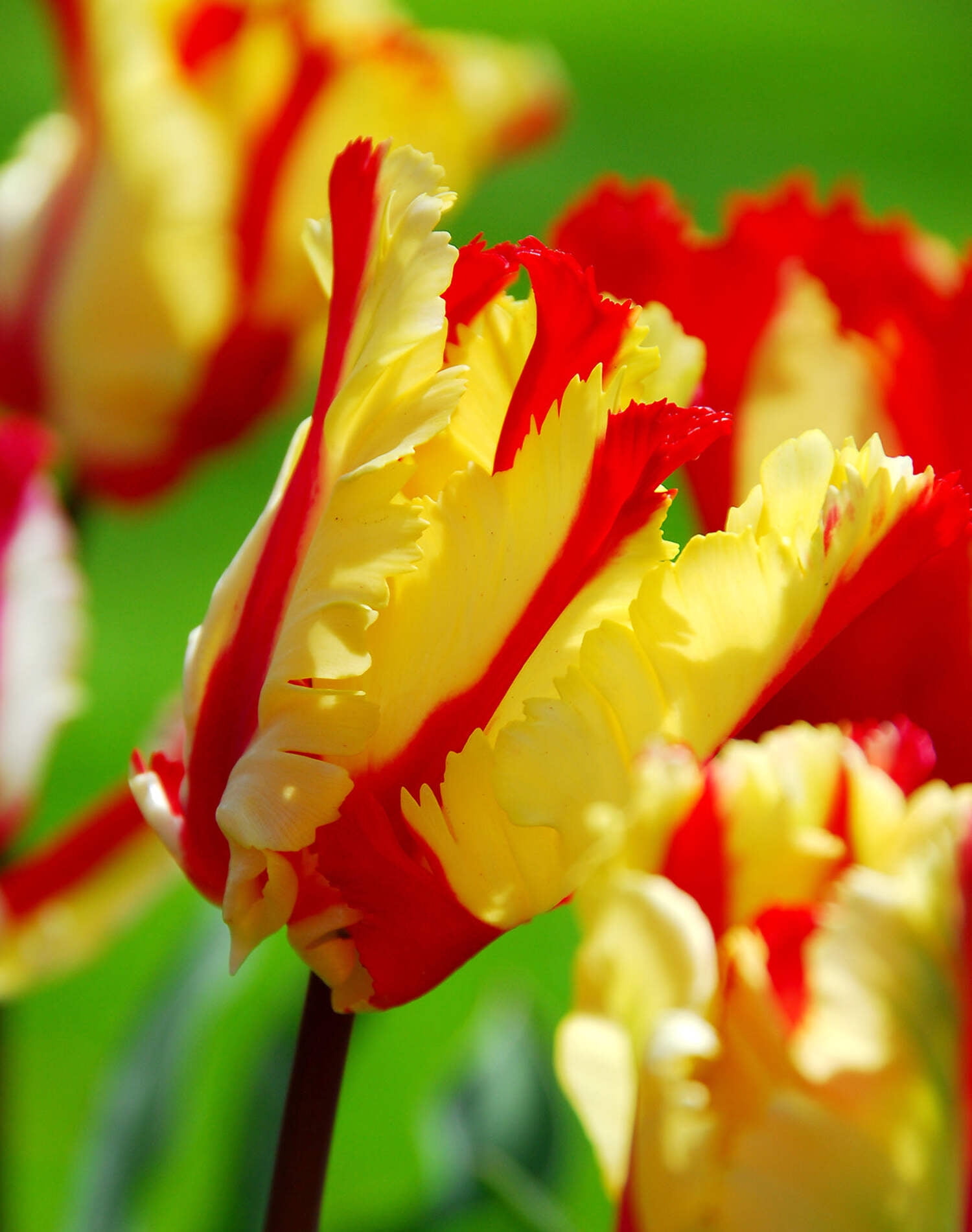 Flaming Parrot Tulip 10 bulbs
