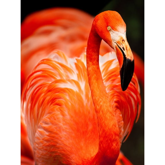 Flamingo Bird Close Up Large Wall Art Print