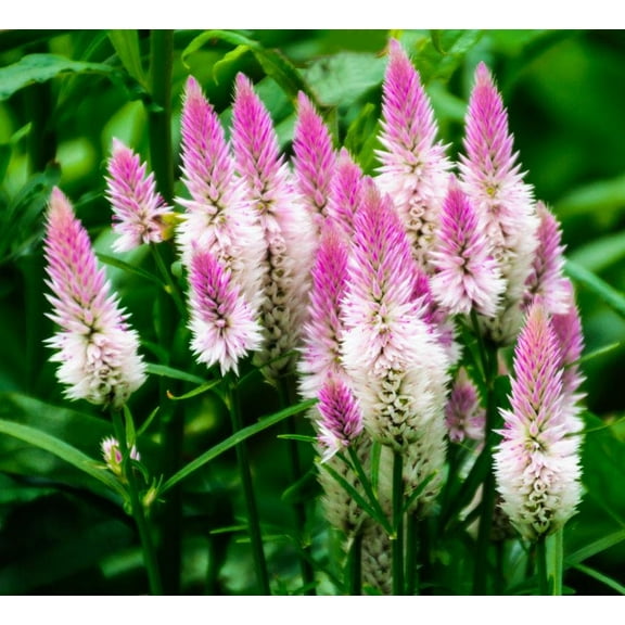 Flamingo Feather Celosia Dried Flower Premium Seeds Packet