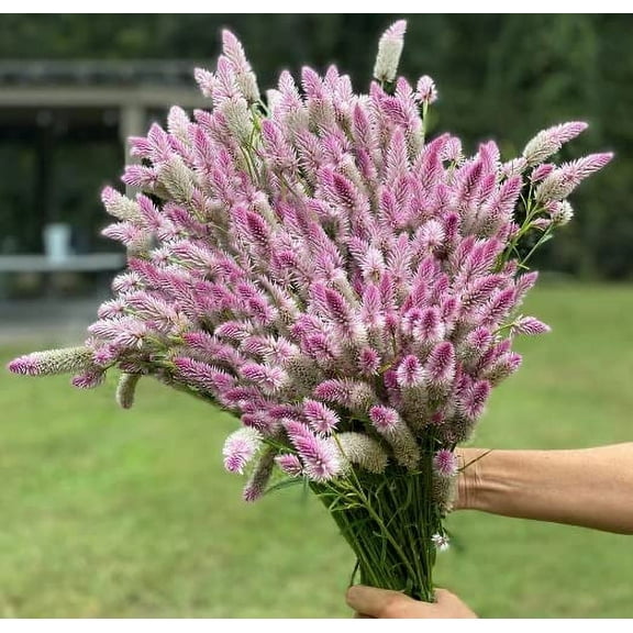 Flamingo Feather Flower Seeds for Planting (100 Seeds) - Easy to Grow Celosia Flowers, Wheatstraw