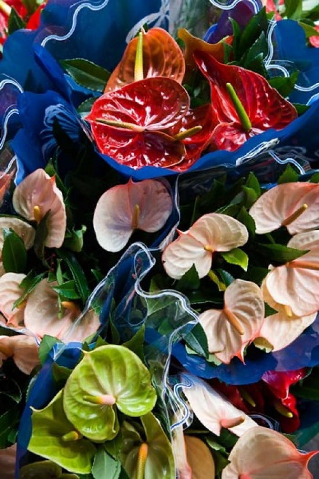 Flamingo Flower Seafront Market Canvas Art - Walter Bibikow DanitaDelimont (24 x 36)