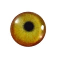thumbnail image 1 of Flamingo Glass Eyes, 1 of 6