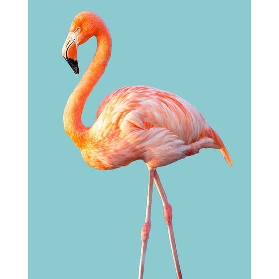 Flamingo Poster Print by Brian Jannsen (24 x 36)