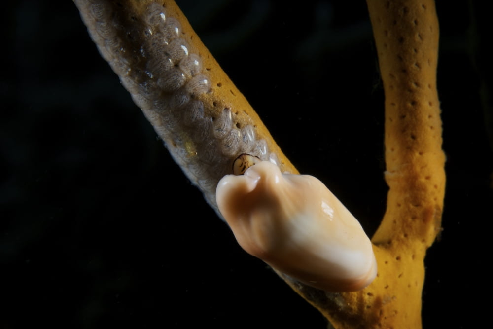 Flamingo Tongue Snail laying eggs with tiny shrimp on soft coral Canvas Art - Terry MooreStocktrek Images (18 x 12)