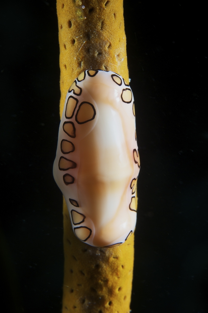 Flamingo Tongue Snail on soft coral Canvas Art - Terry MooreStocktrek Images (12 x 18)