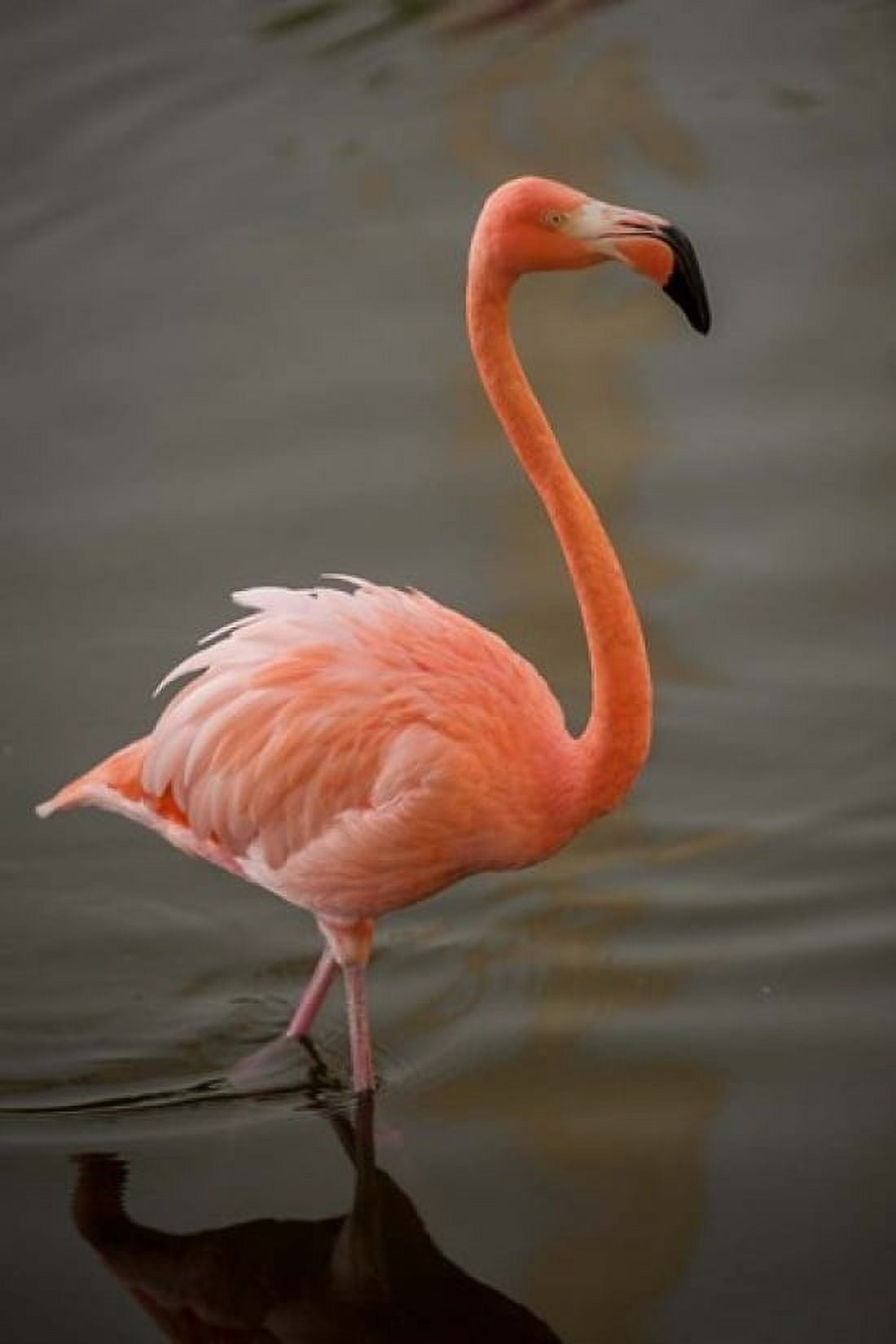 Flamingo Tropical bird Dominican Republic Canvas Art - Lisa S Engelbrecht DanitaDelimont (24 x 36)