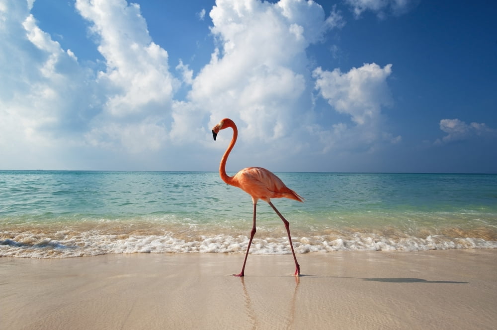 Flamingo Walking Along Beach Canvas Art - Ian Cumming Design Pics (34 x 22)