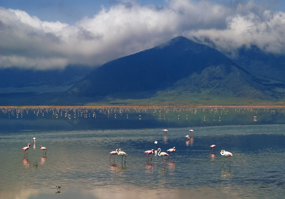 Flamingoes In Crater Lake At Ngorongoro Canvas Art - Chris Caldicott Design Pics (36 x 24)
