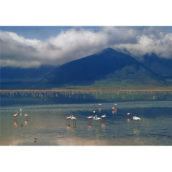 Flamingoes In Crater Lake At Ngorongoro Poster Print - 36 x 24 - Large