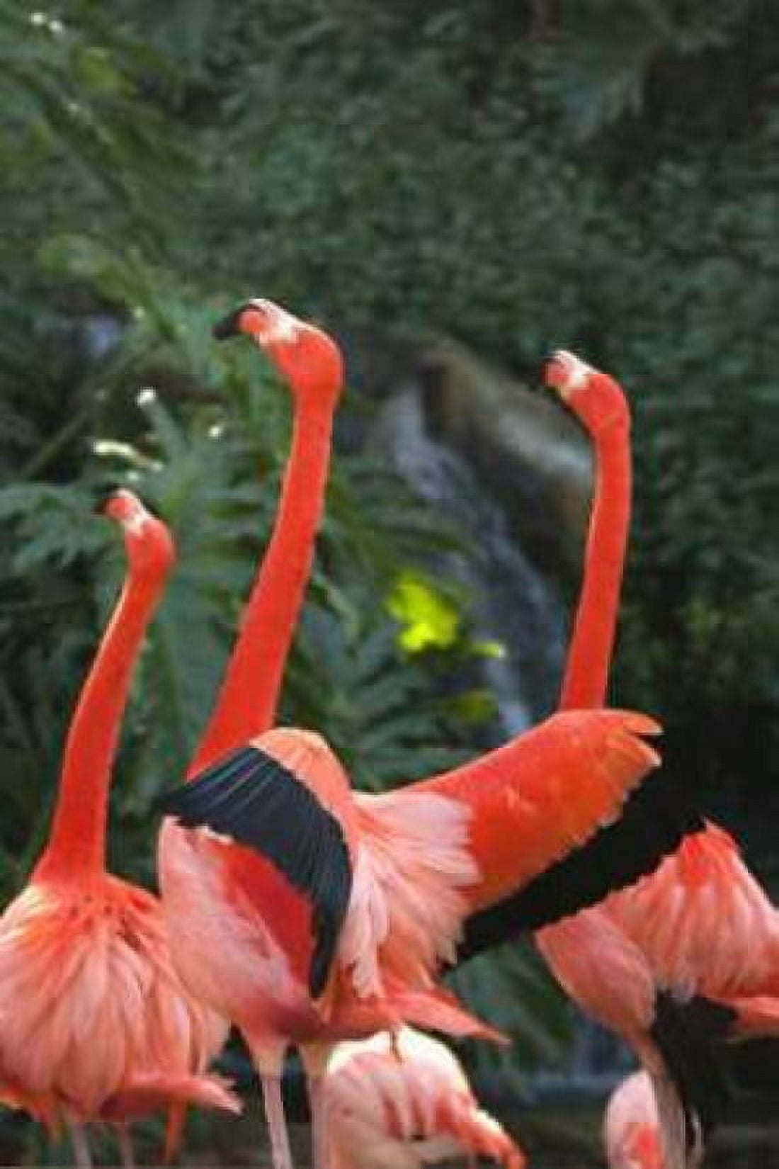 Flamingos I Canvas Art - Karyn Millet (24 x 36)