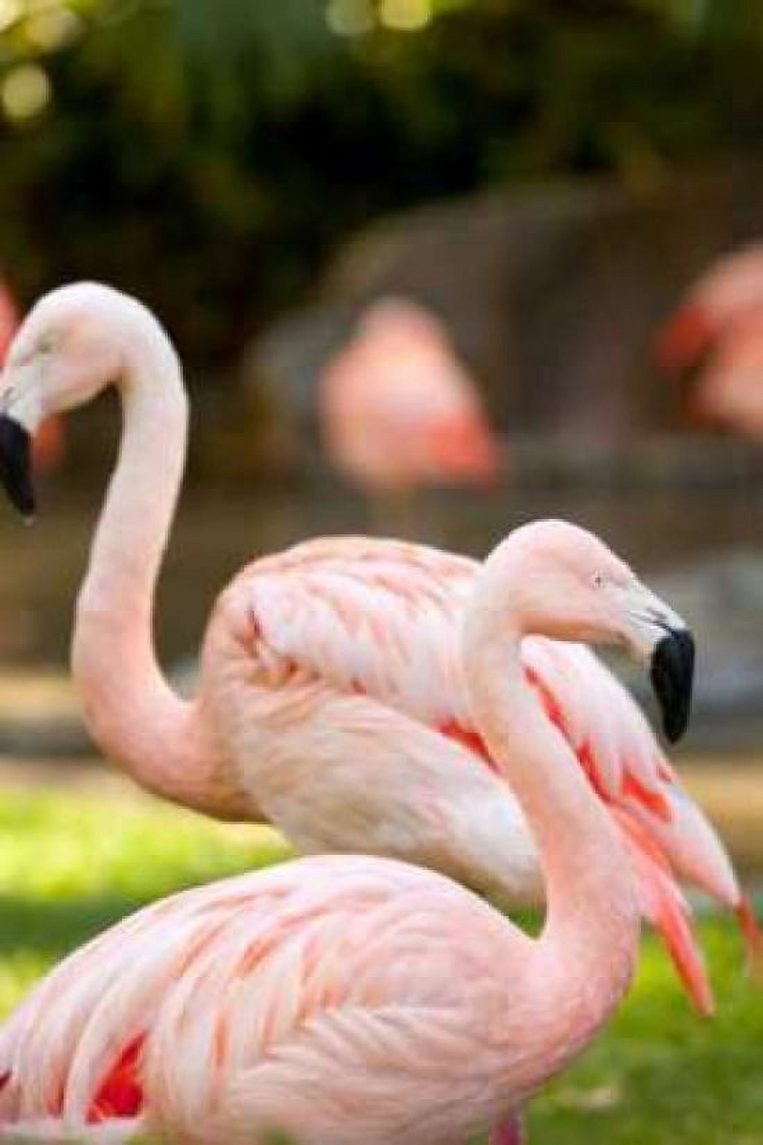 Flamingos II Canvas Art - Karyn Millet (24 x 36)