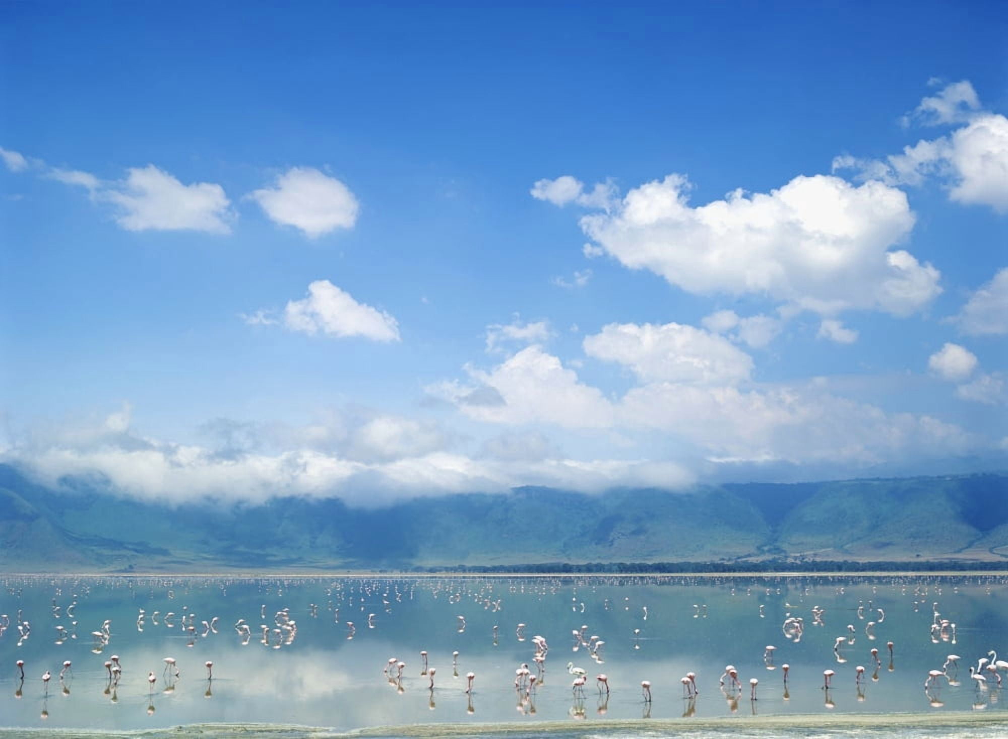 Flamingos In Lake Ngorongoro Canvas Art - Chris Caldicott Design Pics (18 x 13)