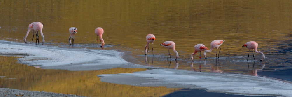Flamingos in a lake Torres Del Paine National Park Argentina Canvas Art - Panoramic Images (12 x 36)