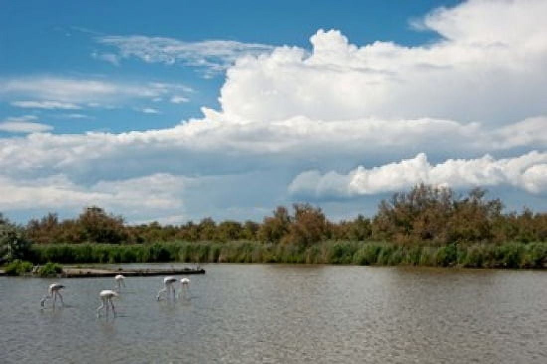 Flamingos in a lake Parc Ornithologique Du Pont de Gau D570 Camargue Bouches-Du-Rhone Provence-Alpes-Cote dAzur France Canvas Art - Panoramic Images (36 x 24)