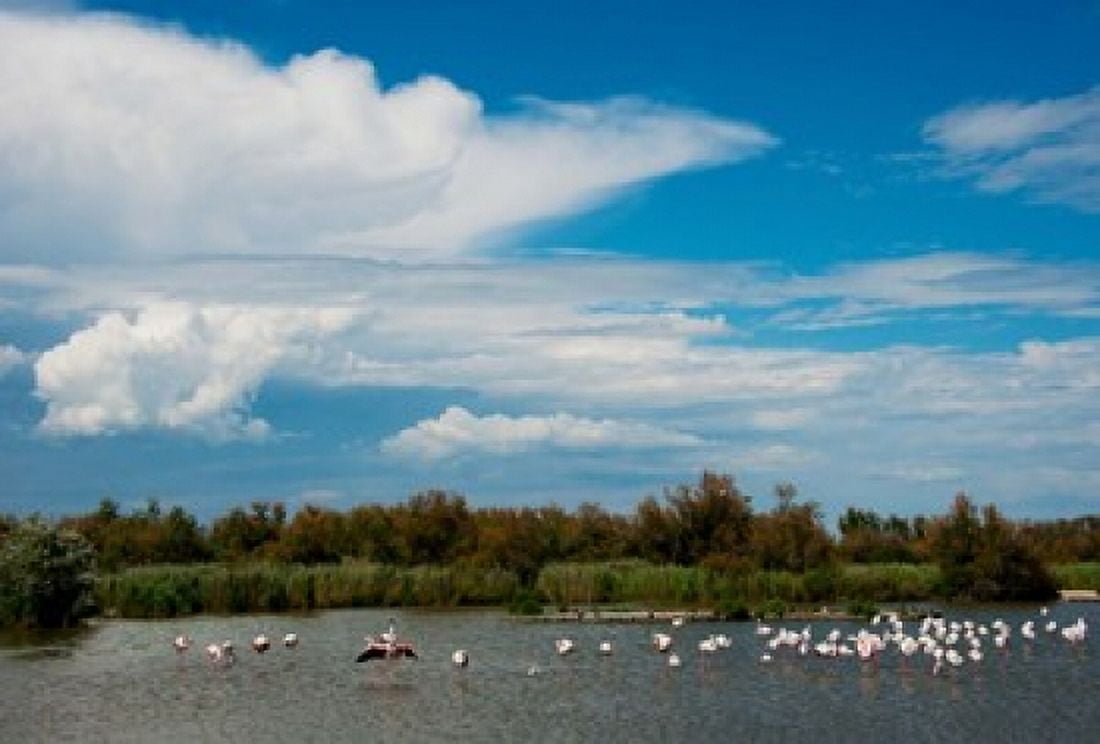 Flamingos in a lake Parc Ornithologique Du Pont de Gau D570 Camargue Bouches-Du-Rhone Provence-Alpes-Cote dAzur France Canvas Art - Panoramic Images (36 x 25)