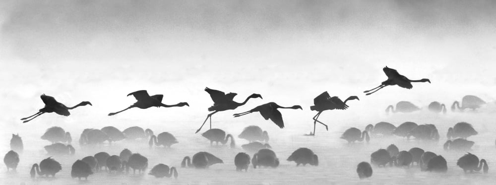 Flamingos landing Kenya Canvas Art - Panoramic Images (12 x 30)