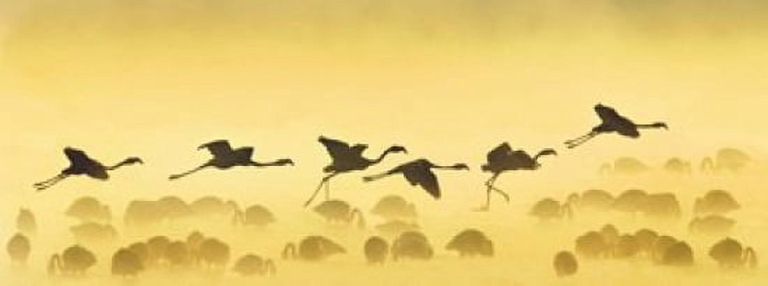 Flamingos landing Kenya Canvas Art - Panoramic Images (15 x 6)