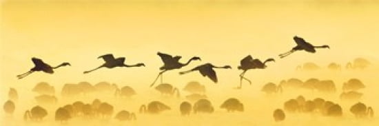 Flamingos landing Kenya Canvas Art - Panoramic Images (30 x 12)