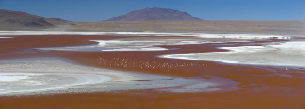 Flamingos on the red waters of Laguna Colorada in the high altiplano of Eduardo Avaroa Andean Fauna National Reserve Bolivia Canvas Art - Panoramic Images (36 x 12)